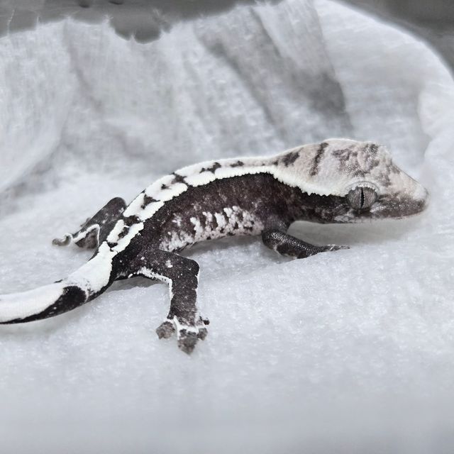 아잔틱
