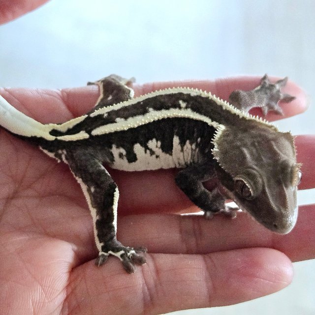 Axanthic