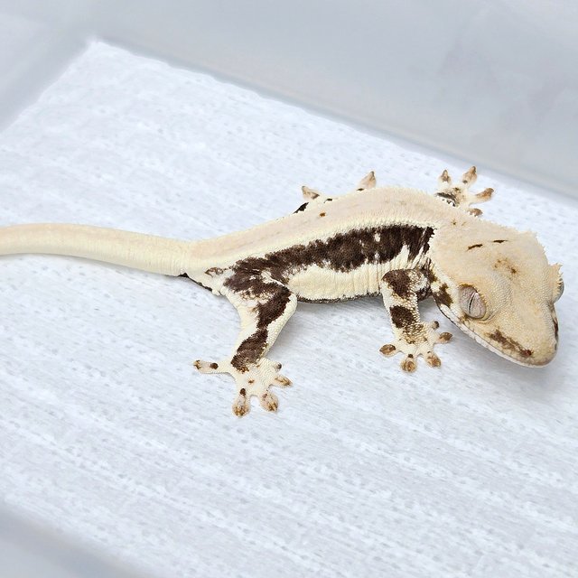 릴리100%헷아잔틱