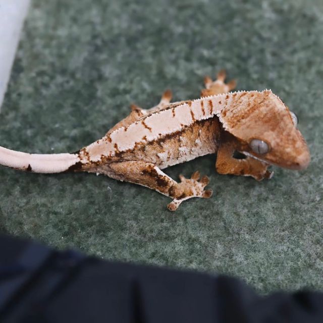 트라이