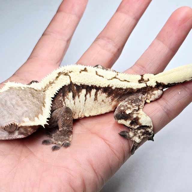 Sable 100% Het Axanthic