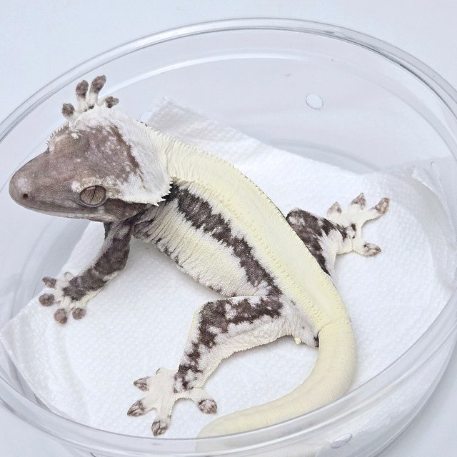 Lilly Axanthic