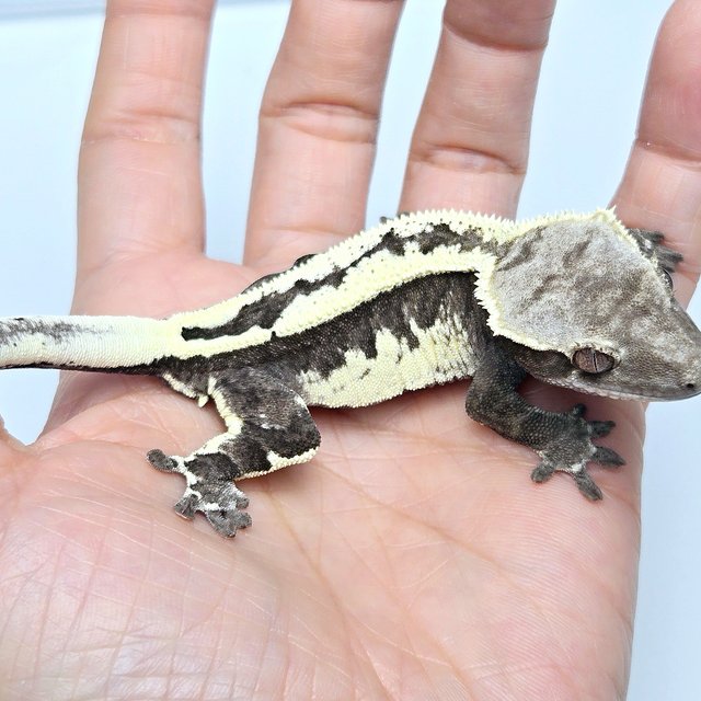 Cappuccino Axanthic