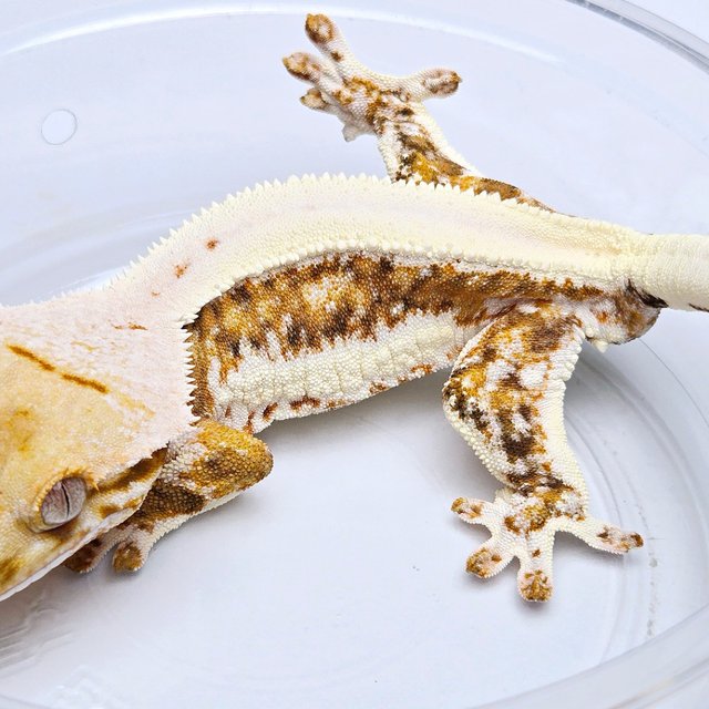 Lilly 100% Het Axanthic