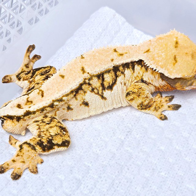 100% Het Axanthic