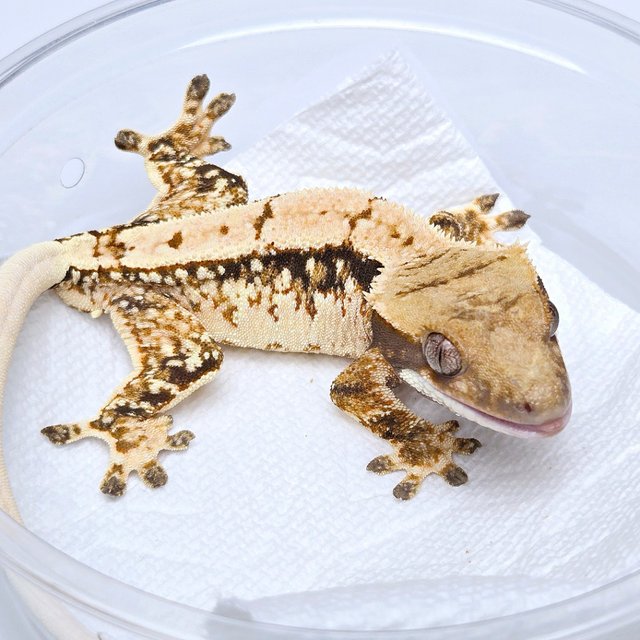 100% Het Axanthic