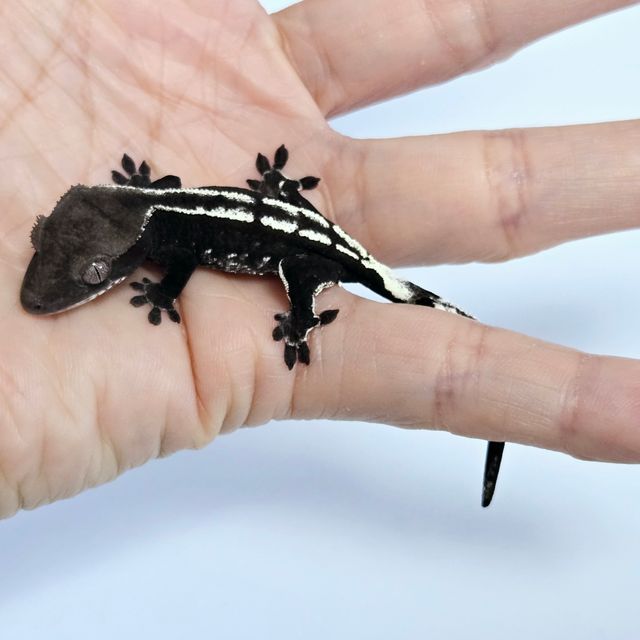 아잔틱
