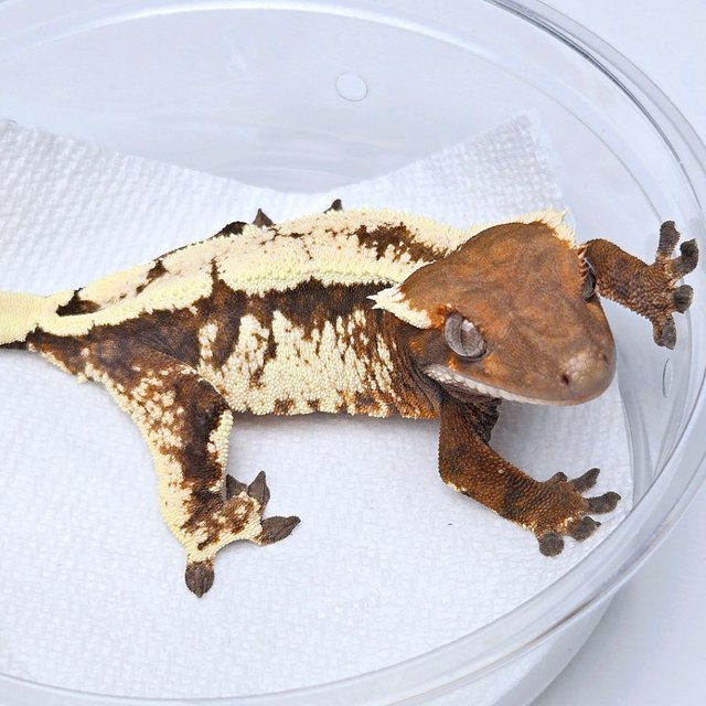 100% Het Axanthic Sable