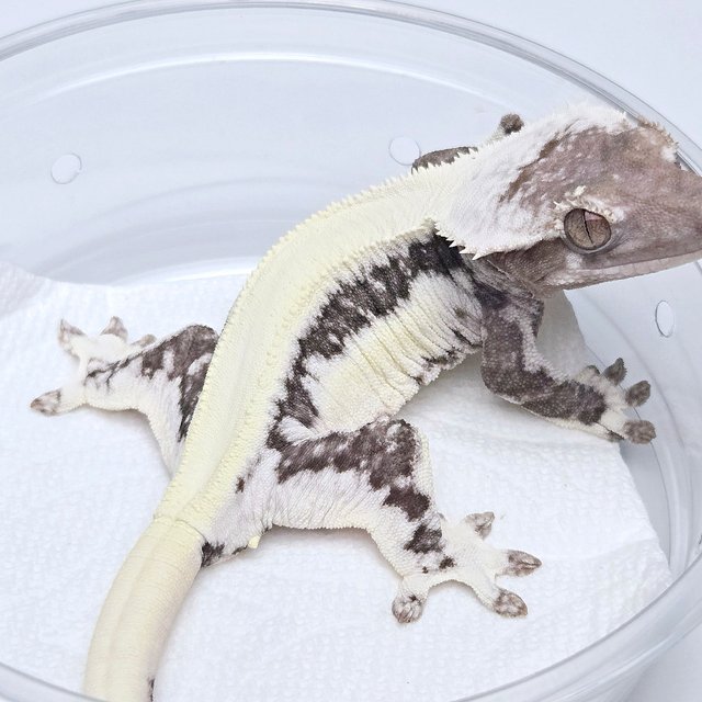 Lilly Axanthic