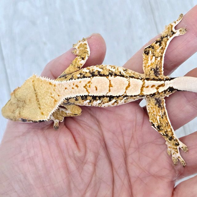 트라이