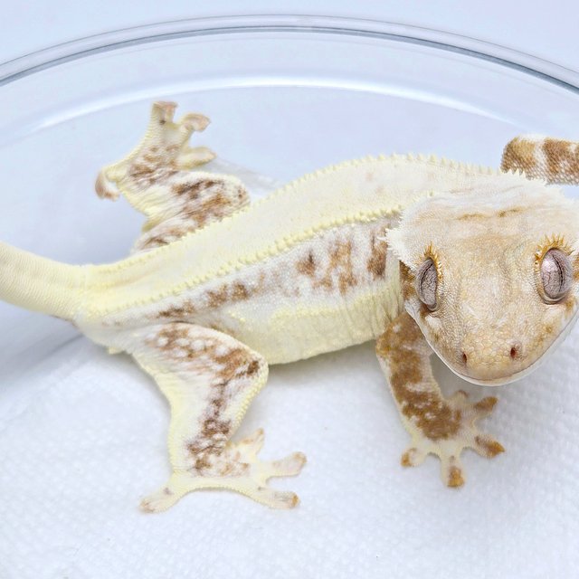 Lilly 100% Het Axanthic