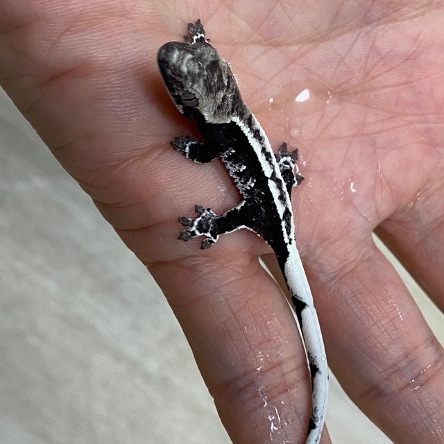 아잔틱