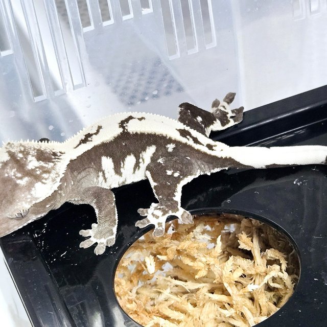 Axanthic