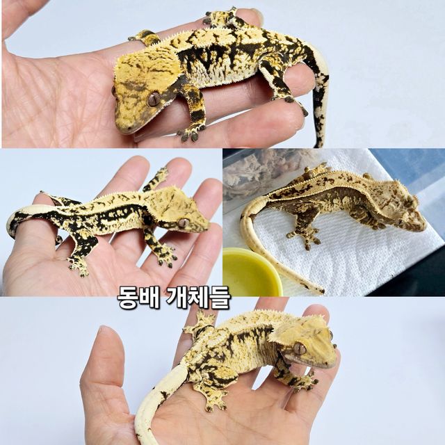 100%헷아잔틱