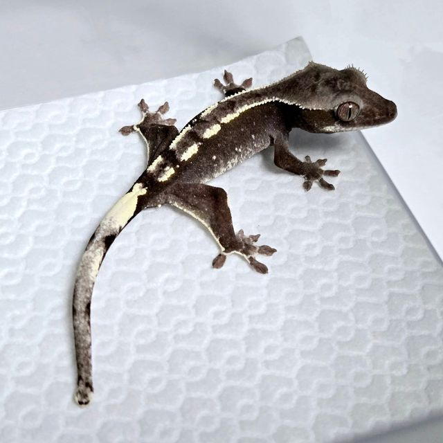 아잔틱