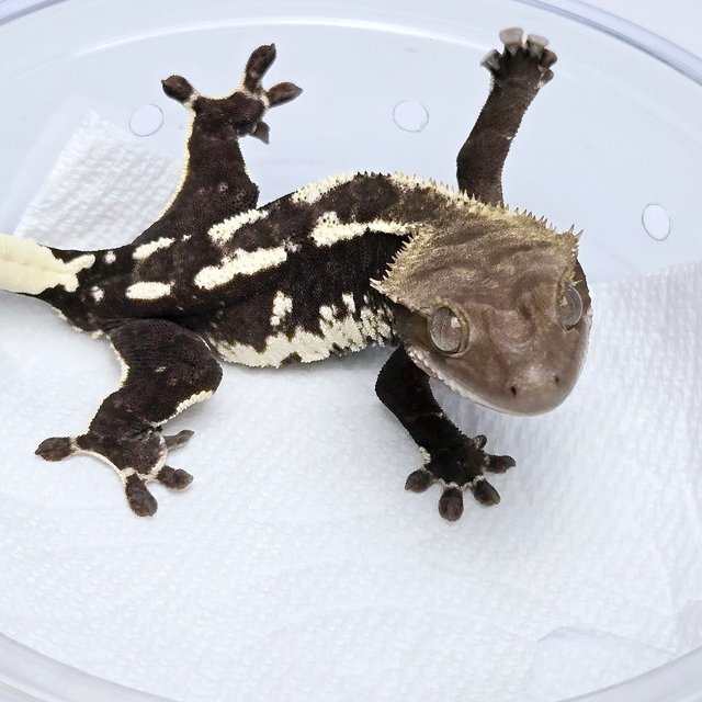 Axanthic