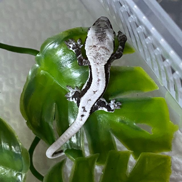 릴잔틱