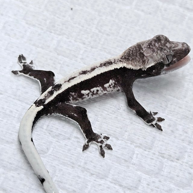 Axanthic