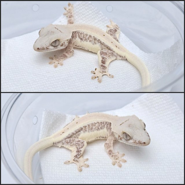 릴리100%헷아잔틱