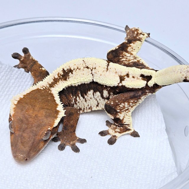 100% Het Axanthic Sable