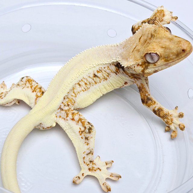 Lilly 100% Het Axanthic