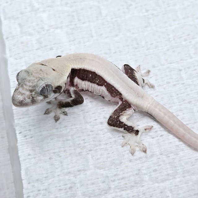 Lilly Axanthic