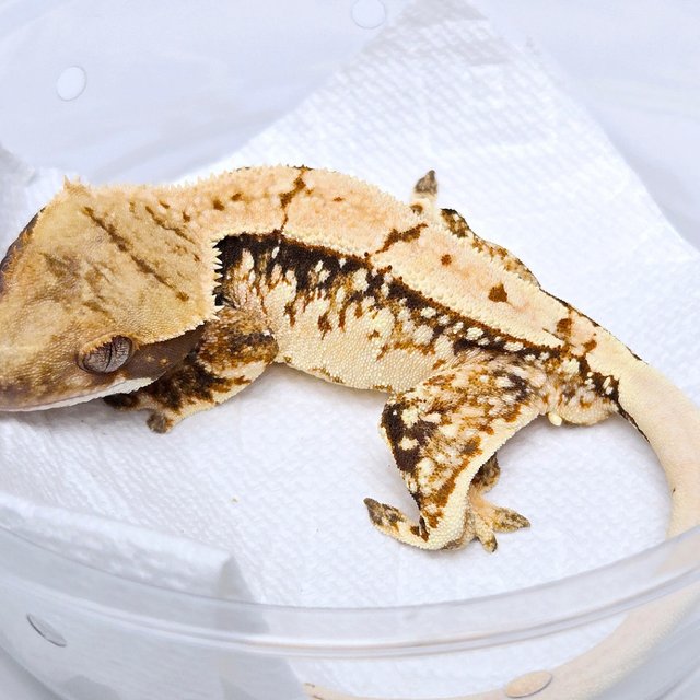 100% Het Axanthic