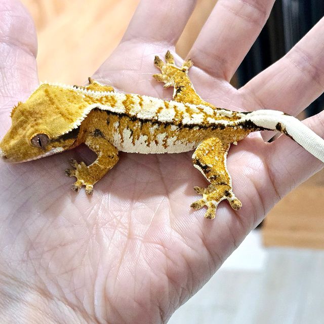 트라이