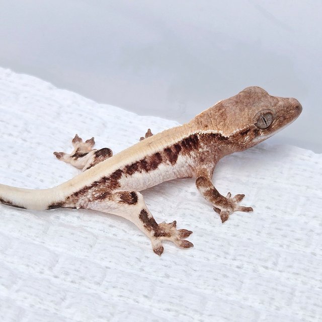 릴리 세이블 100%헷아잔틱