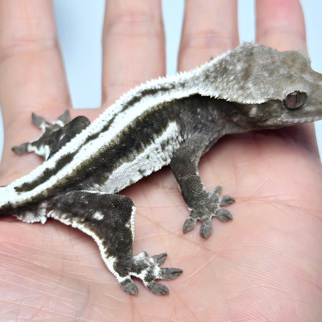 Axanthic