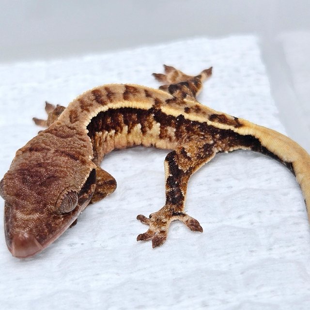 Tri