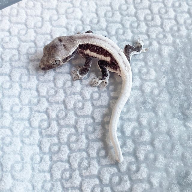 릴잔틱