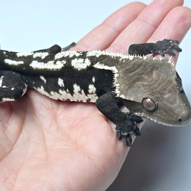 Axanthic