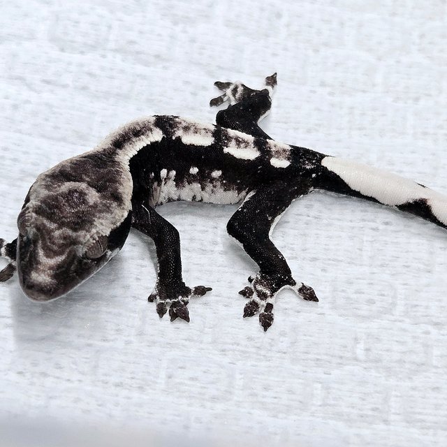 Axanthic