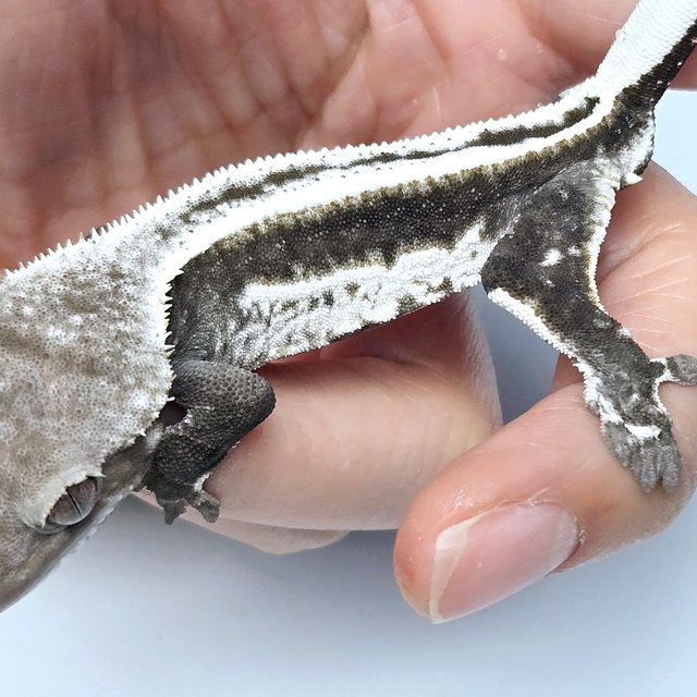 Axanthic