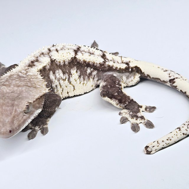Axanthic