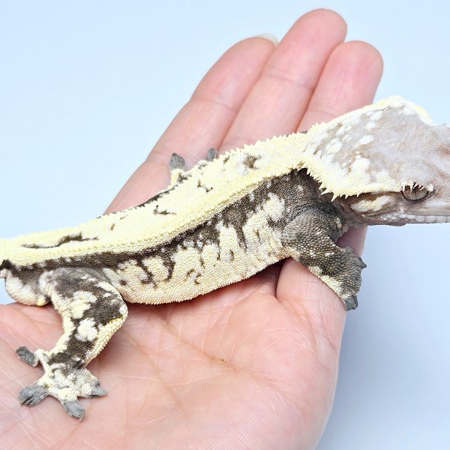 Sable 100% Het Axanthic