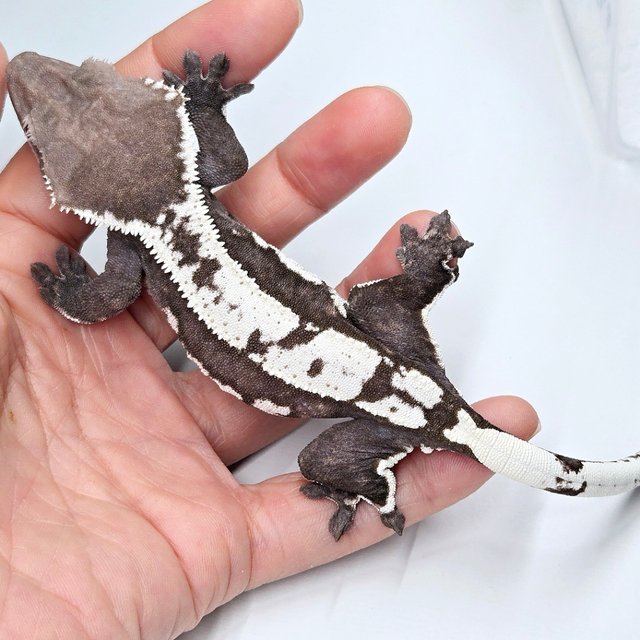 Axanthic