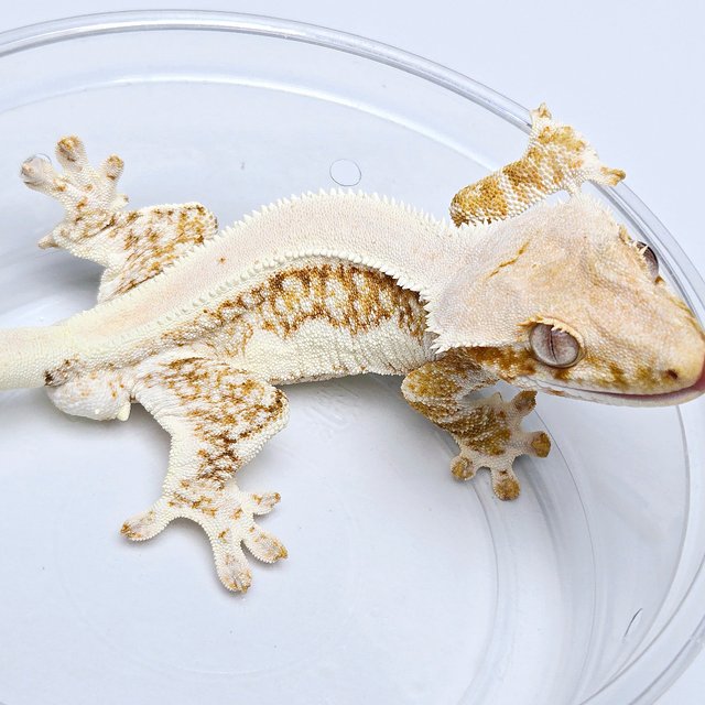 Lilly 100% Het Axanthic