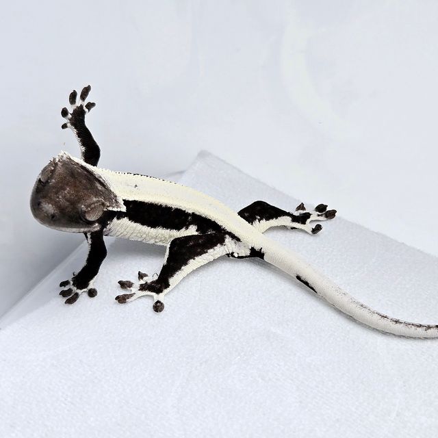 릴잔틱