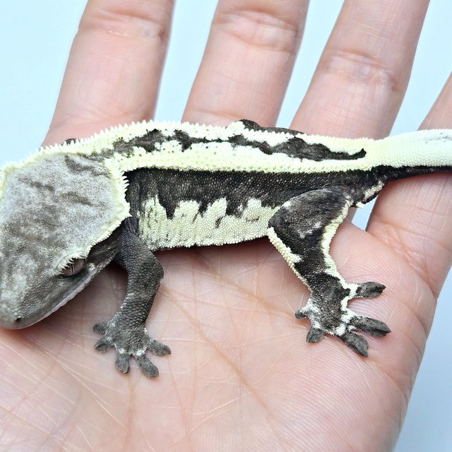 Cappuccino Axanthic
