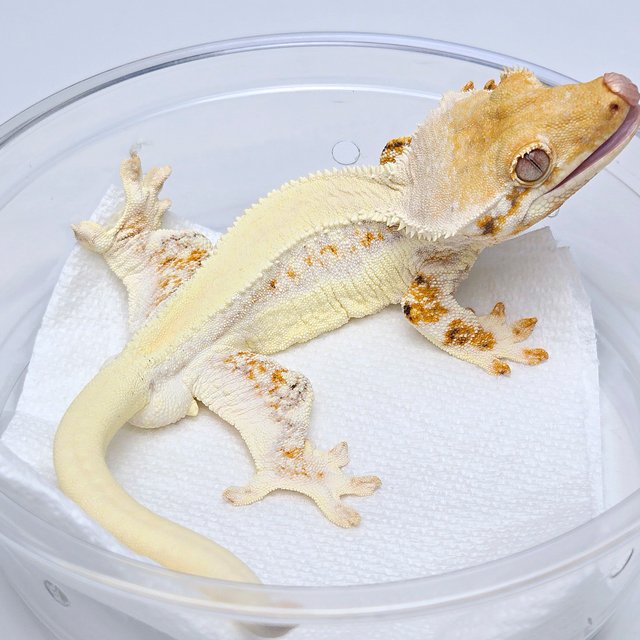 Lilly White