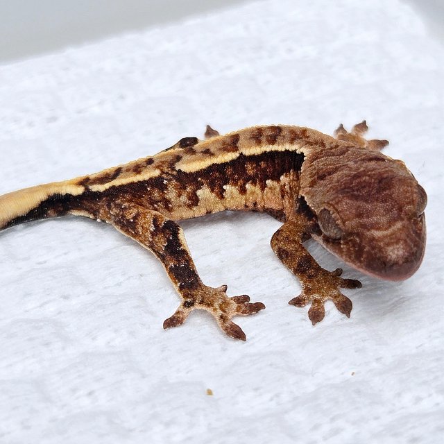 Tri