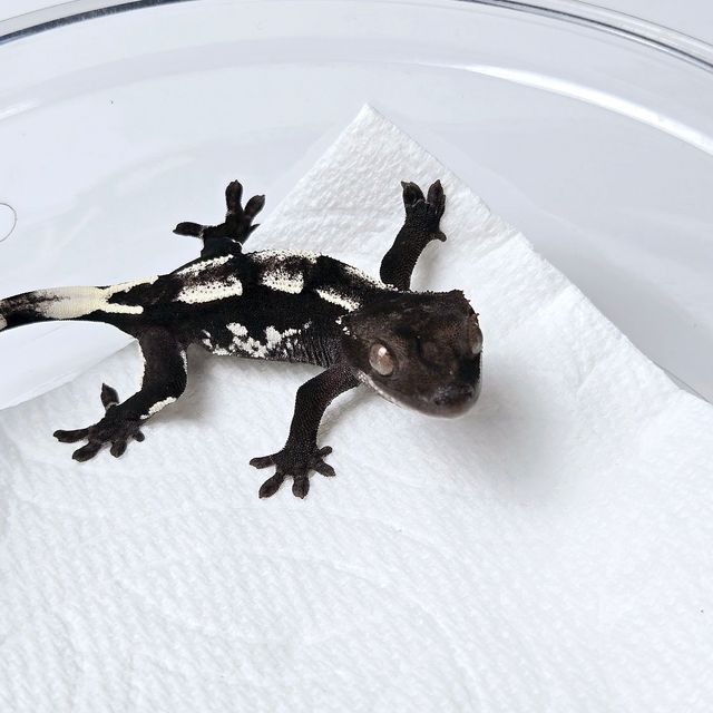 아잔틱