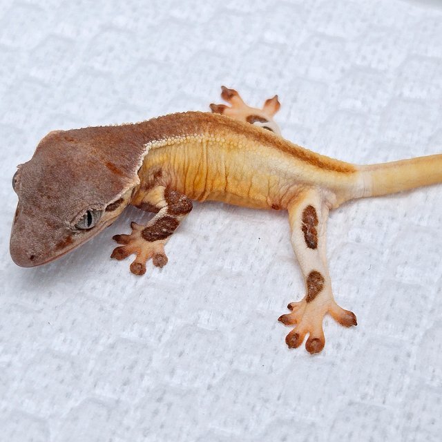 Lilly 100% Het Axanthic
