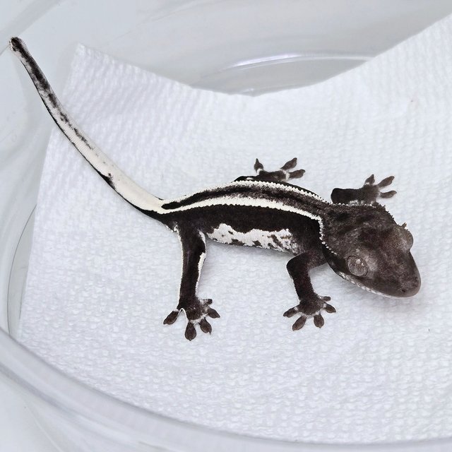 슈퍼스트라이프 아잔틱