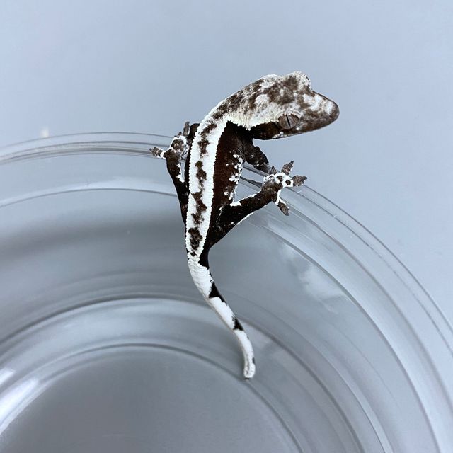 아잔틱