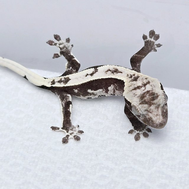 Axanthic