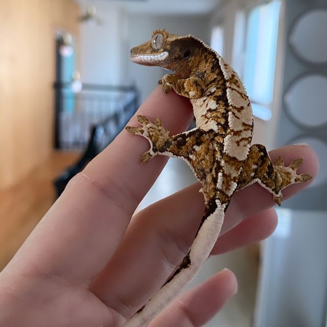 트라이