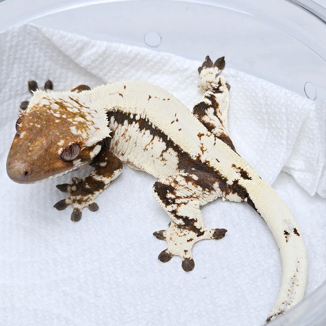 Sable 100% Het Axanthic